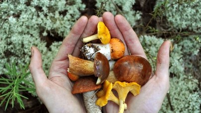 Czerwcowe eldorado: Sezon na grzyby rozpoczęty 