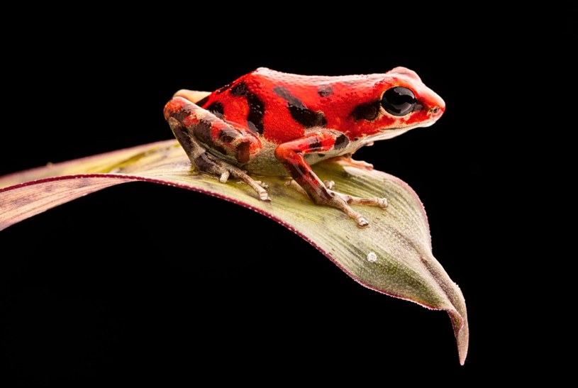 Czerwona żaba z wyspy Bastimentos /123RF/PICSEL