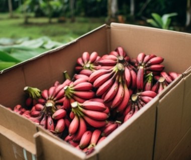 Czerwone banany mają więcej witamin i są słodsze. To źródło magnezu i potasu