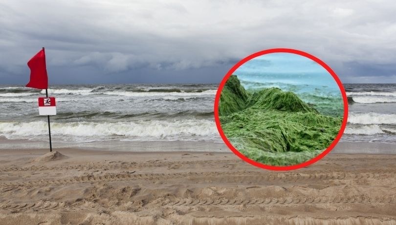 Czerwone flagi na kąpieliskach nad Bałtykiem. Zakaz kąpieli przez silny wiatr, fale i zakwit sinic /Shutterstock