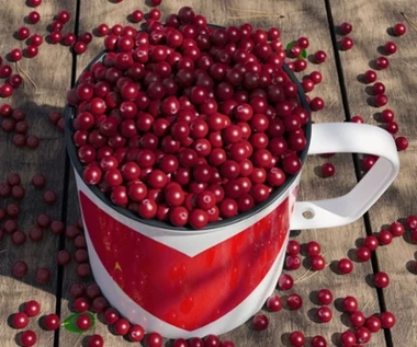 Czerwone jagody to niedoceniany polski superfood. Chronią serce, wzrok, pomagają podczas odchudzania