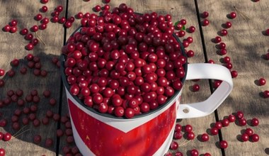 Czerwone jagody to niedoceniany polski superfood. Chronią serce, wzrok, pomagają podczas odchudzania