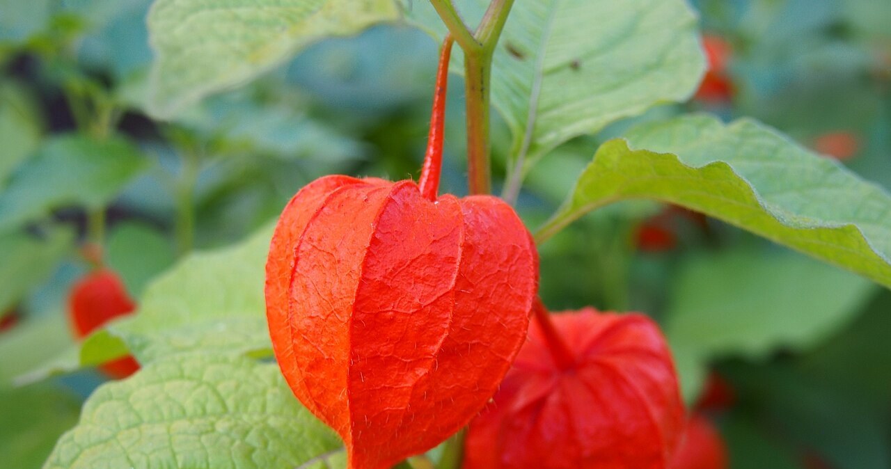 Czerwone lampiony physalis na tle zielonych liści, ostre i wyraźne szczegóły faktury liści oraz rośliny. /Agnieszka Kwiecień /Wikimedia