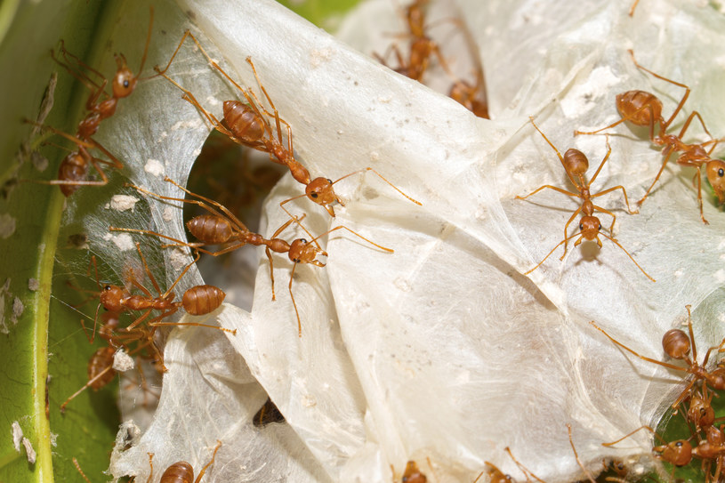 Czerwone mrówki kąsają wyjątkowo boleśnie /123RF/PICSEL