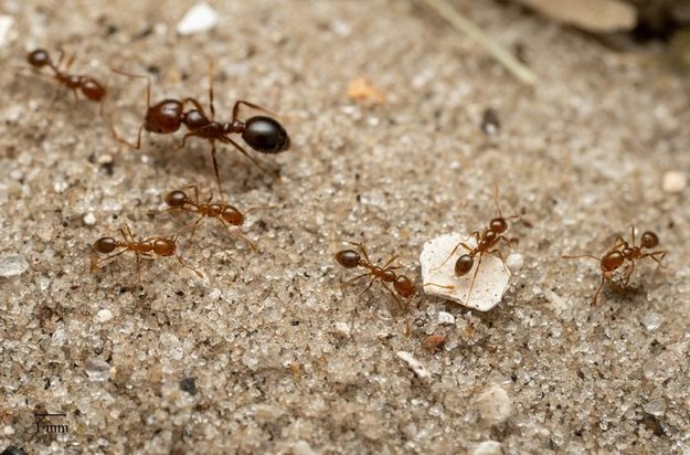 Czerwone mrówki ogniowe /Fot. Jesse Rorabaugh /Materiały prasowe