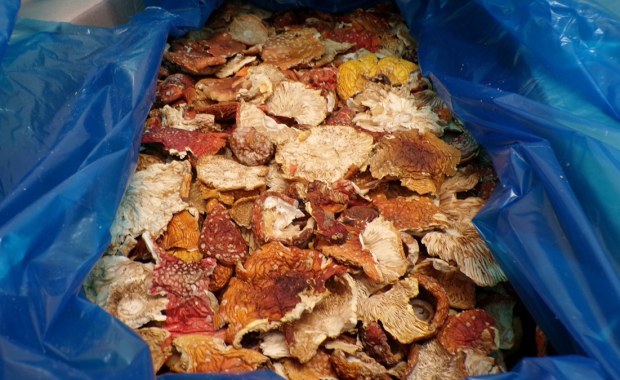 Czerwone muchomory z Ukrainy. Udaremniony przemyt na polskiej granicy 