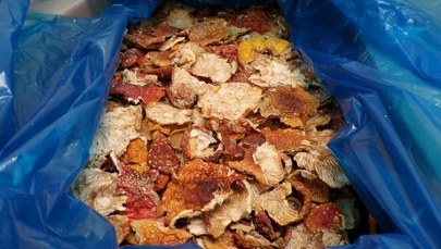 Czerwone muchomory z Ukrainy. Udaremniony przemyt na polskiej granicy 