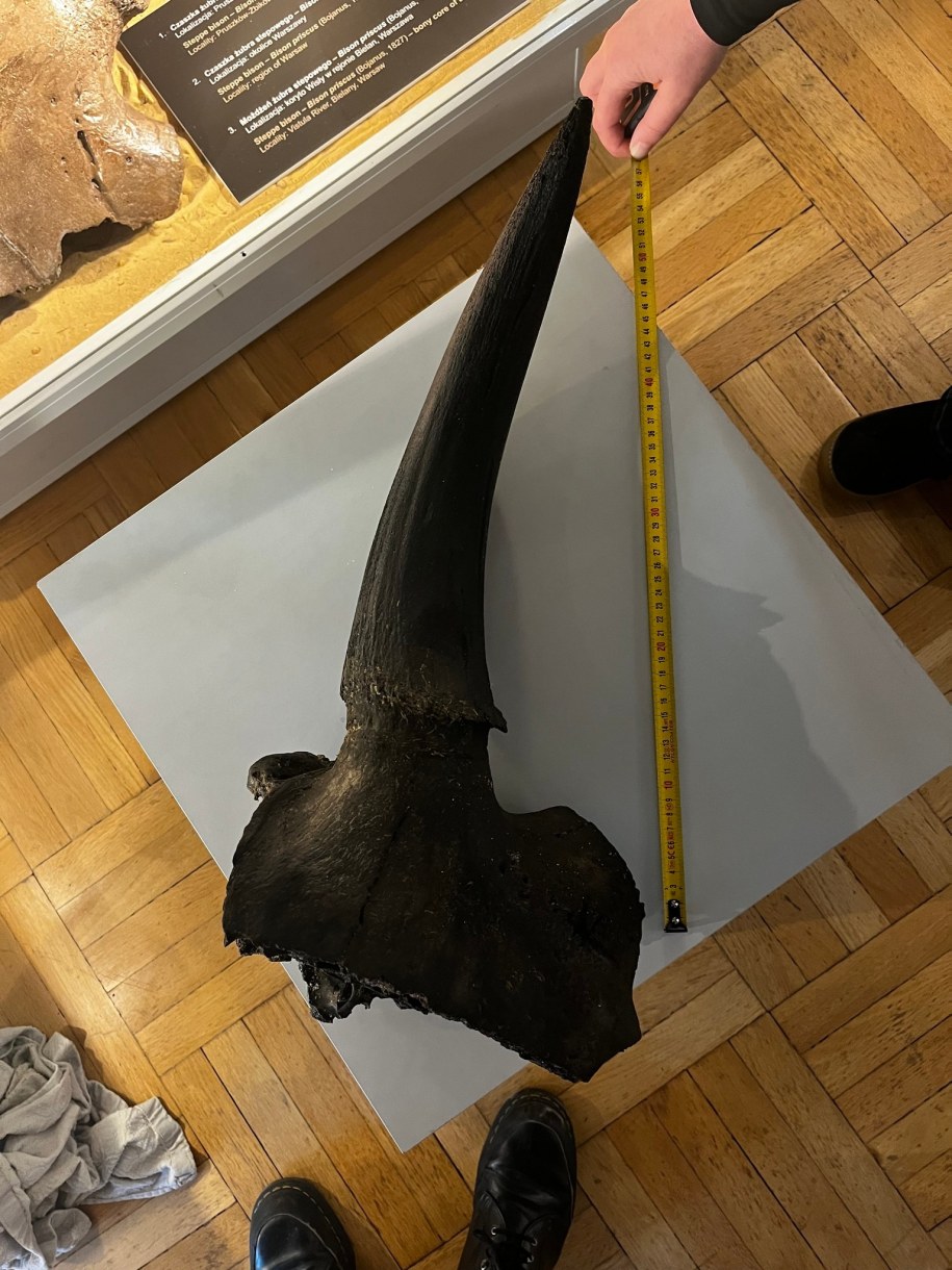 Część czaszki przejdzie szereg działań konserwatorskich, po których zostanie udostępniona zwiedzającym. /Muzeum Ziemi w Warszawie /