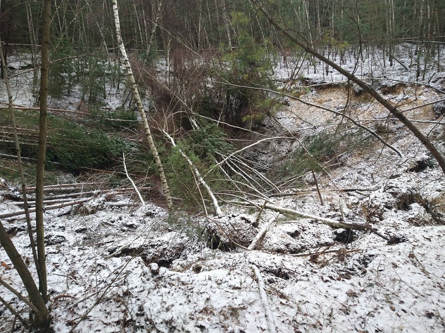 Część drzew wpadła do zapadliska w całości. /Fot. Prof. Mariusz Czop AGH /