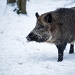 Część myśliwych przeciwna masowemu odstrzałowi dzików. "To rzeź"