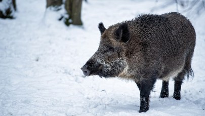 Część myśliwych przeciwna masowemu odstrzałowi dzików. "To rzeź"