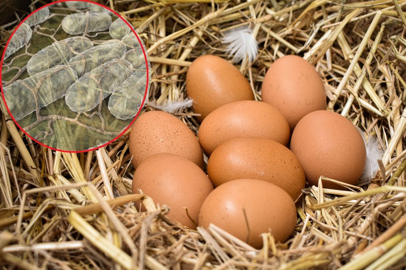 Część produktów marki Kinder wycofana. Powodem salmonella. Co to jest i jakie ma objawy?