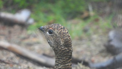 Część szlaków w Karkonoszach będzie zamknięta. Chodzi o ochronę cietrzewi i sokołów