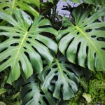 Część wsyp do ciasta, a resztę do doniczki w monsterą. Szybko zobaczysz nowe liście