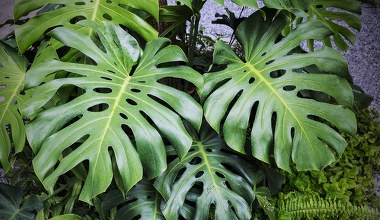 Część wsyp do ciasta, a resztę do doniczki w monsterą. Szybko zobaczysz nowe liście