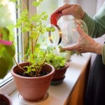 Część wypij, a resztę wlej do doniczki. Ziemiórki znikną bez śladu