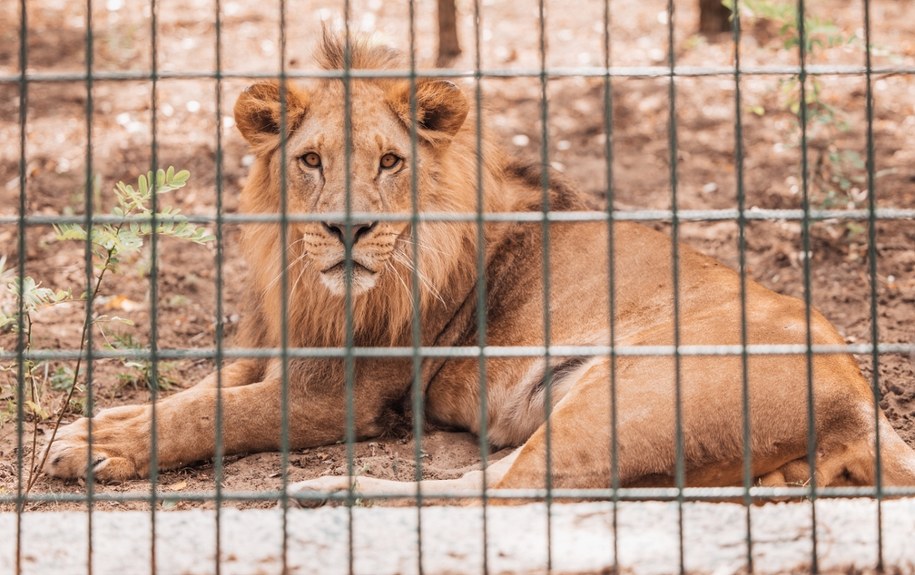 Lew uciekł z zoo, przekopując się pod ogrodzeniem. Został zastrzelony