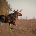 ​Czeski łoś na przedmieściach Wiednia. Naukowcy ostrzegają