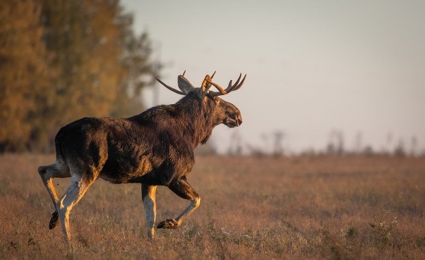 ​Czeski łoś na przedmieściach Wiednia. Naukowcy ostrzegają