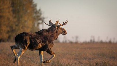 ​Czeski łoś na przedmieściach Wiednia. Naukowcy ostrzegają