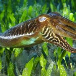 inteligencja Często je zjadamy. A one przeszły test inteligencji dla dzieci