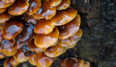 Często niewidoczne i ignorowane. Poznaj gatunki zimowych grzybów