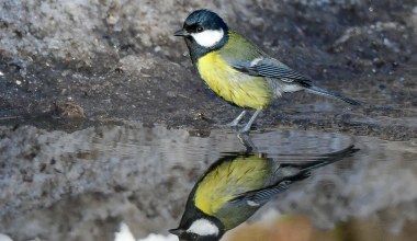 Często o tym zapominamy. Zimą jest nawet ważniejsza niż dokarmianie