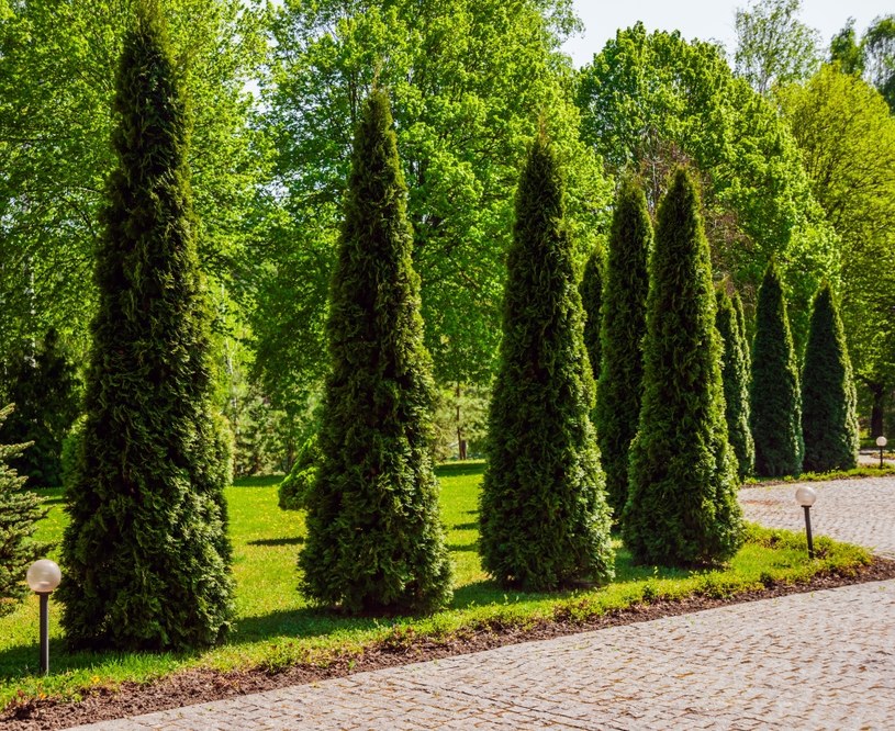 Często pomijany zabieg, który może uratować twoje tuje. Przyda się myjka ciśnieniowa 