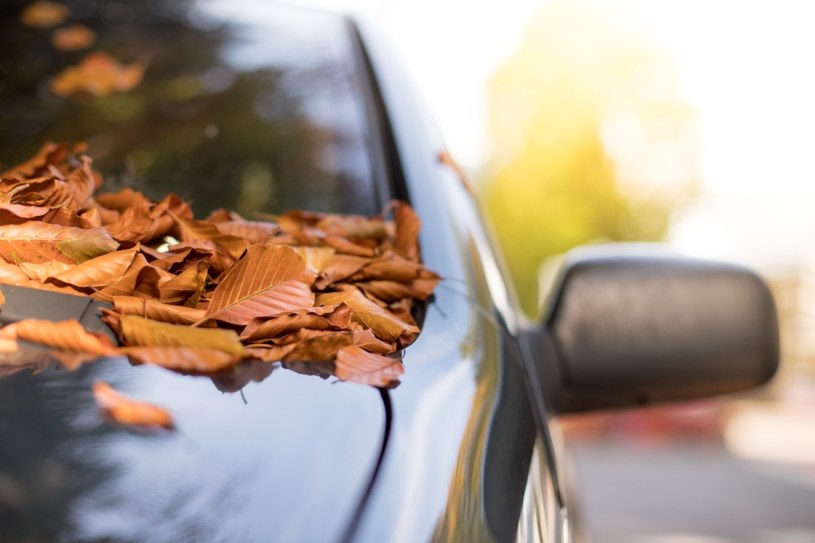 Często powodem zapchania kanałów odpływowych w samochodzie są spadające jesienią liście /123RF/PICSEL