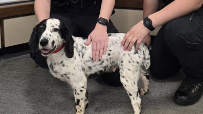 Czip pomógł w zlokalizowaniu psa... po ośmiu latach