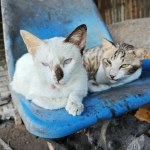 Czipowanie kotów obowiązkowe. Posłanka składa poprawkę