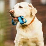 Czipowanie psów będzie obowiązkowe! Kto zapłaci za nowy system?