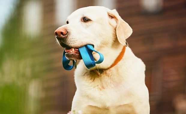 Czipowanie psów będzie obowiązkowe! Kto zapłaci za nowy system?