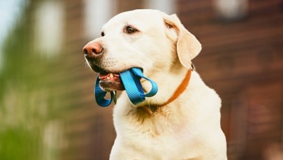 Czipowanie psów będzie obowiązkowe! Kto zapłaci za nowy system?