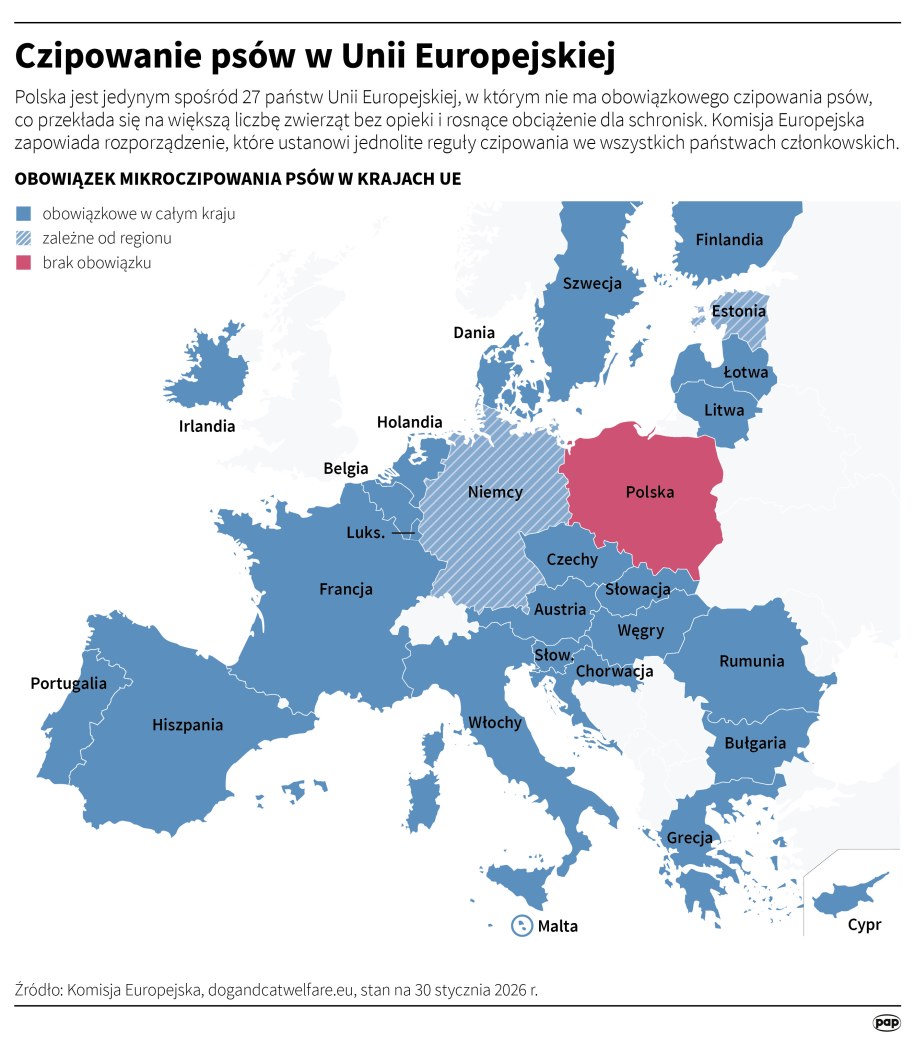 Czipowanie psów w Unii Europejskiej /Mateusz Krymski /PAP
