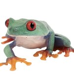 Czkawka - pamiątka po żabach