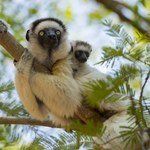 Człowiek doprowadził do wyginięcia dużych zwierząt na Madagaskarze