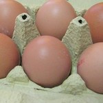 Człowiek-kura wysiadywał jaja, aż... wykluły się kurczaki