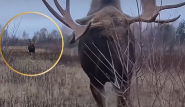 Człowiek nagrywał łosia. Ten zaatakował. Film niesie się po internecie