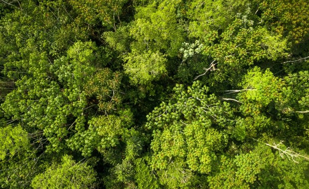 "Człowiek z dziury" nie żyje. Był ostatnim członkiem amazońskiego plemienia