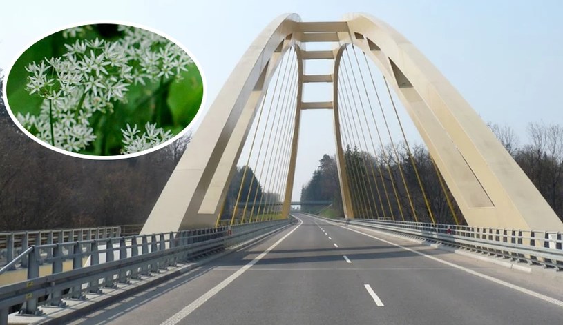 Czosnek niedźwiedzi "zadecydował" o budowie mostu podwieszonego na S22 w okolicach Braniewa / fot. GDDKiA/Lasy Państwowe /