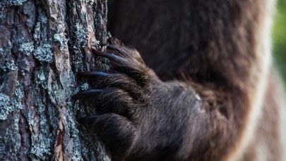 Cztery dni obławy na ogromnego niedźwiedzia. Drapieżnik terroryzował miasto