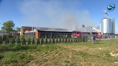 Cztery i pół tysiąca zwierząt spłonęło w pożarze chlewni
