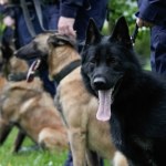 Cztery łapy na emeryturze. Policyjne psiaki przechodzą w stan spoczynku