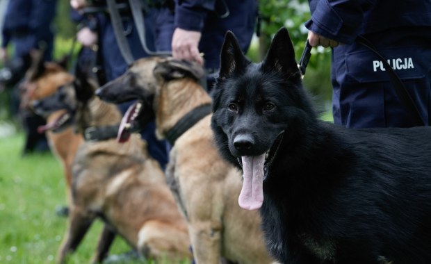 Cztery łapy na emeryturze. Policyjne psiaki przechodzą w stan spoczynku