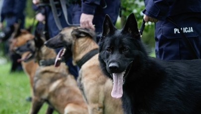 Cztery łapy na emeryturze. Policyjne psiaki przechodzą w stan spoczynku