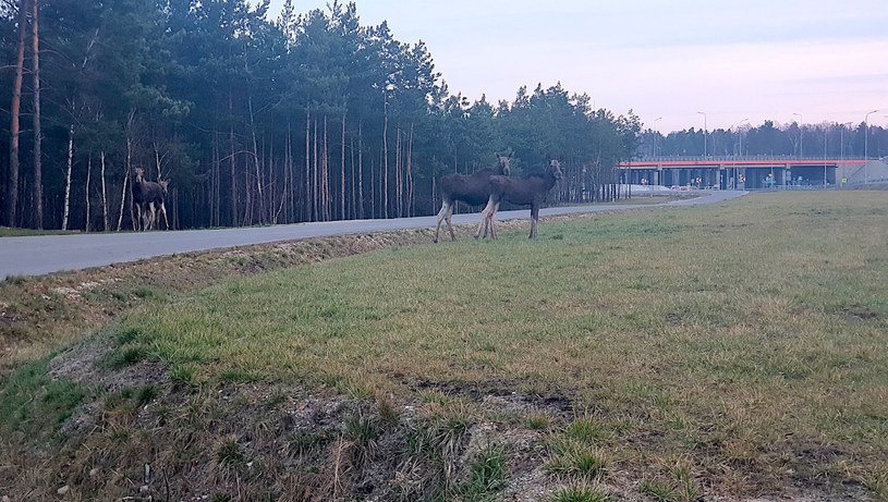 Cztery łosie pojawiły się przy ruchliwej drodze w Zielonce pod Warszawą /INTERIA.PL