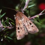 Cztery miliardy motyli przelatują do celu 1000 km. Mają sposób jak żeglarze