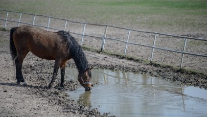 Cztery osoby na liście. Jedna z nich zostanie nowym prezesem stadniny w Janowie Podlaskim 