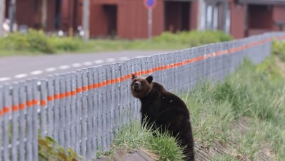 ​Cztery osoby ranne po ataku niedźwiedzia. Odwołano lekcje